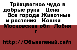 Трёхцветное чудо в добрые руки › Цена ­ 100 - Все города Животные и растения » Кошки   . Московская обл.,Лобня г.